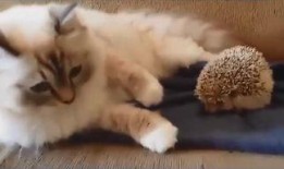 最新爆料肥猫视频,揭秘网络红猫幕后生活