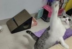 最新爆料肥猫视频,揭秘网络红猫幕后生活